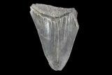 Partial, Fossil Megalodon Tooth #89405-1